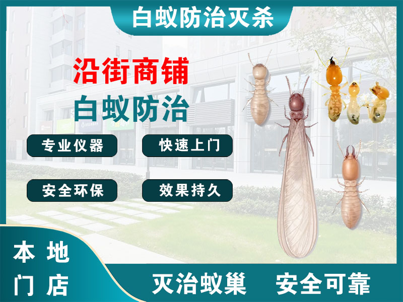 京口沿街商铺白蚁防治
