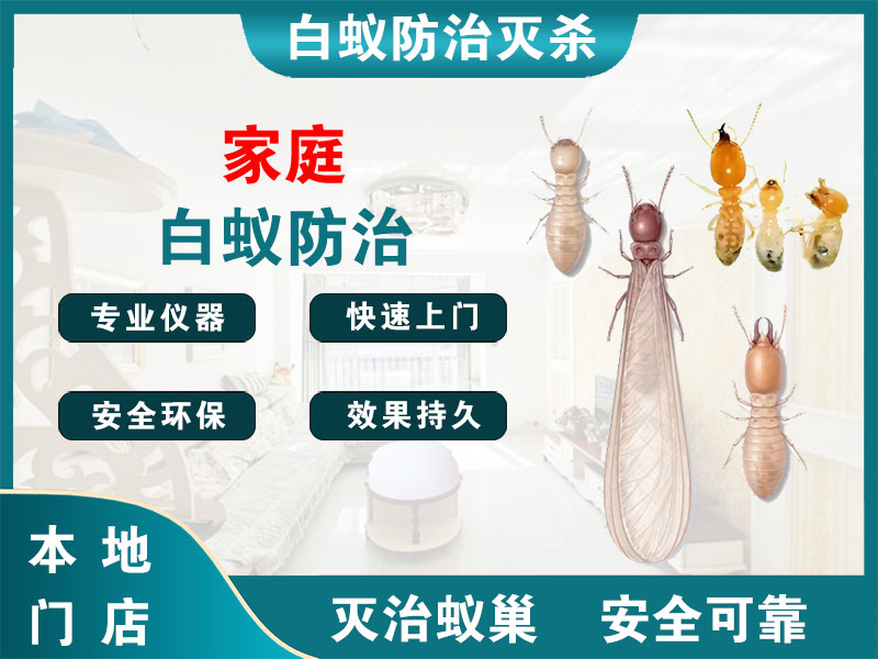 京口家庭白蚁防治
