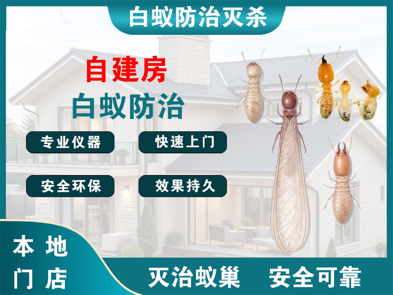 京口自建房白蚁防治
