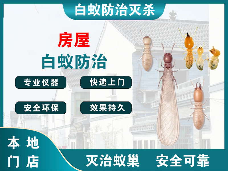 京口房屋白蚁防治